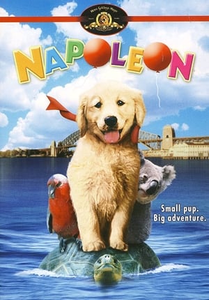 Napoleon El Perrito Aventurero